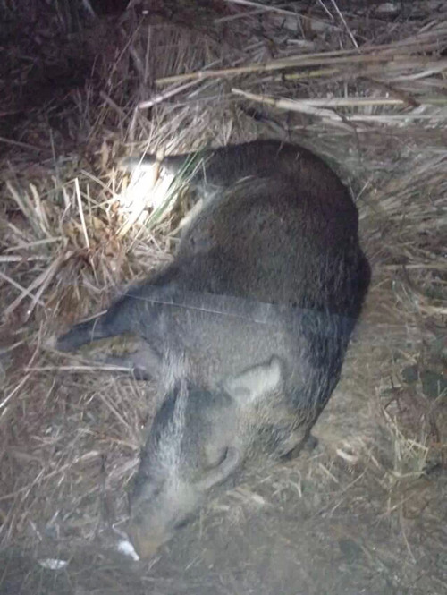 电捕野猪机
